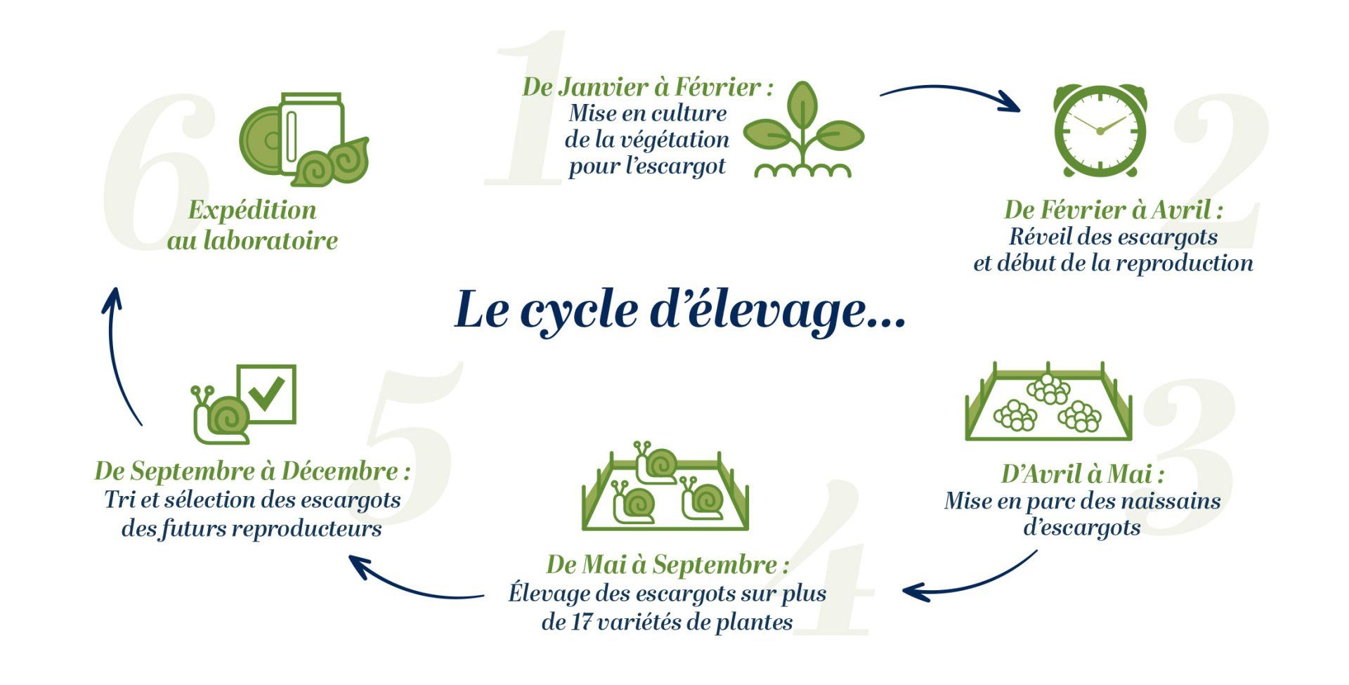 Schéma du cycle d'élevage des escargots de l'atelier de l'escargot français
