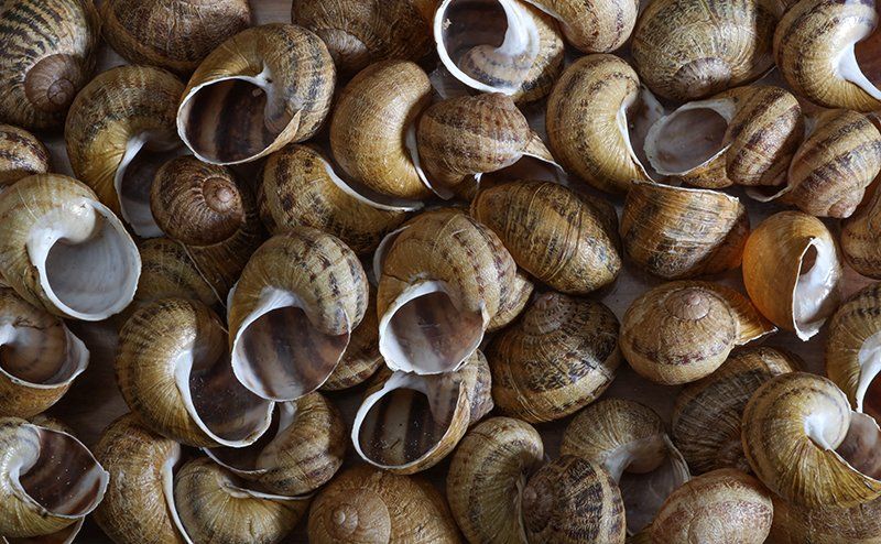 Coquilles vides prêtes à garnir de l'atelier de l'escargot français