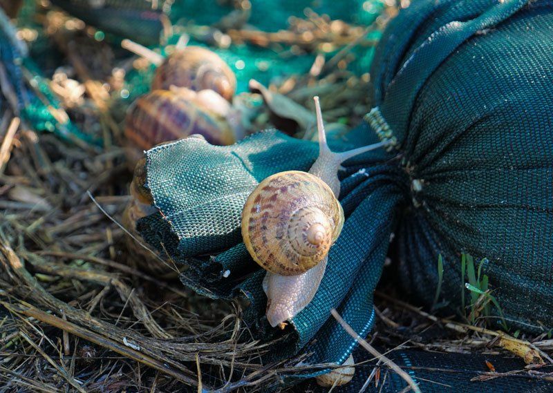 Escargots gros gris l'atelier de l'escargot Français prêt à être ramassés