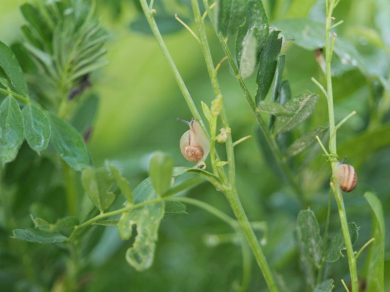 Jeune escargot gros gris sur tige...