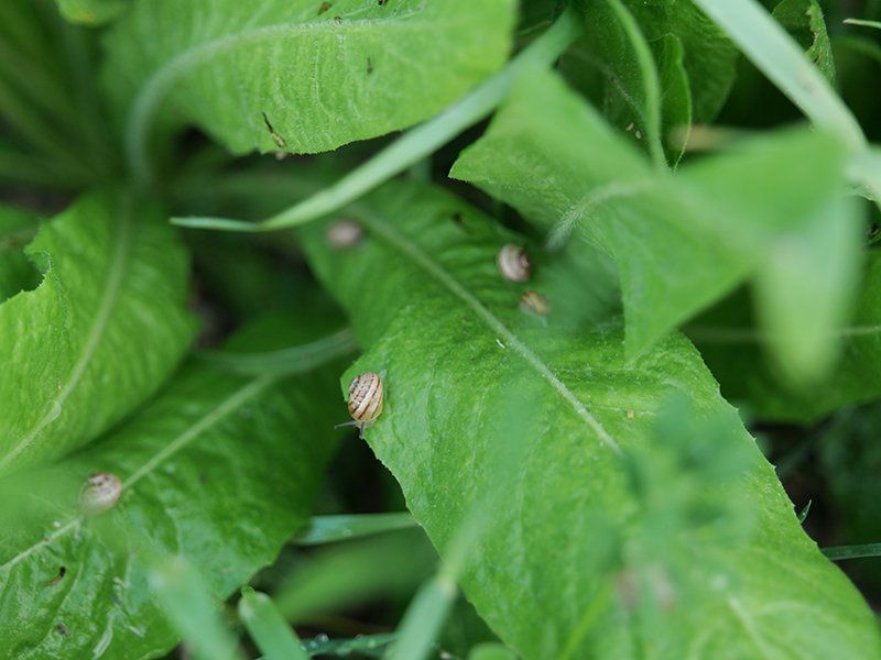 Jeunes escargots gros gris sur feuilles...