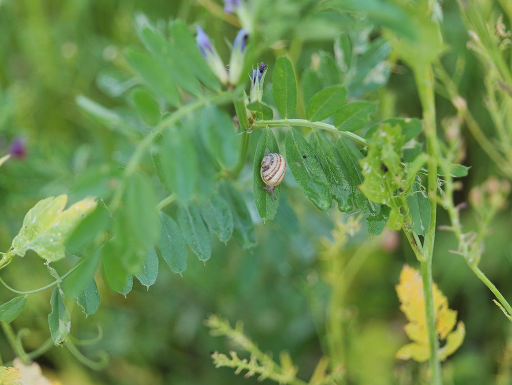 Jeunes escargots gros gris sur feuilles...