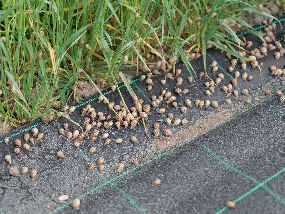 Jeunes escargots gros gris avec alimentation composée de calcaire et de broyé
