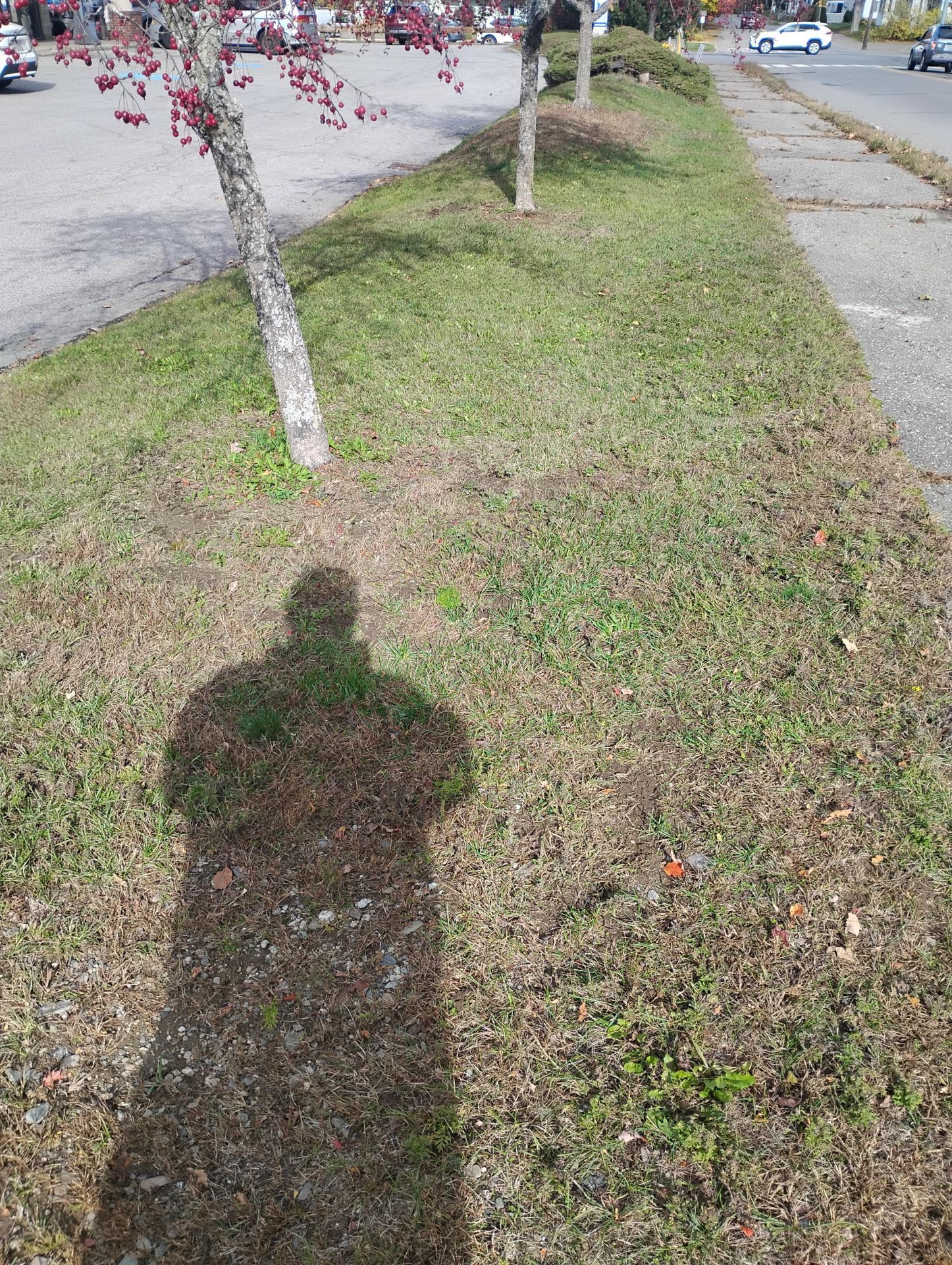 Shadow of a person on a grassy area next to a road and trees with reddish blossoms.