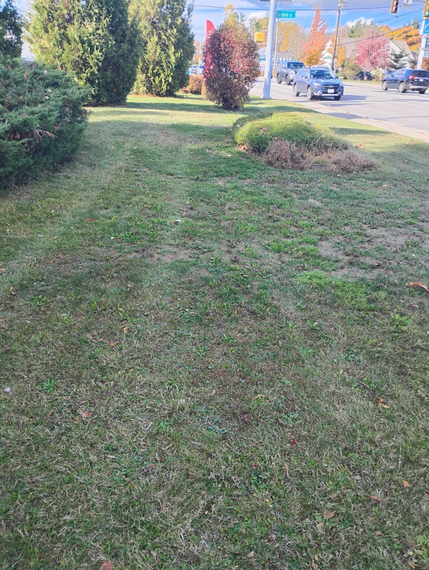 Green lawn with sparse patches, bushes and trees on roadside. Cars drive on the street.