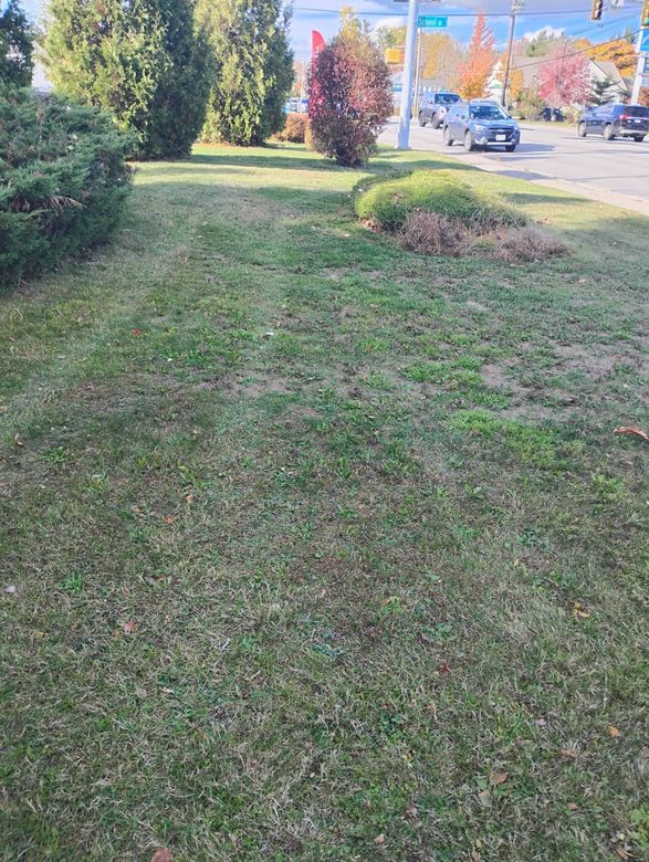 Green lawn with sparse patches, bushes and trees on roadside. Cars drive on the street.