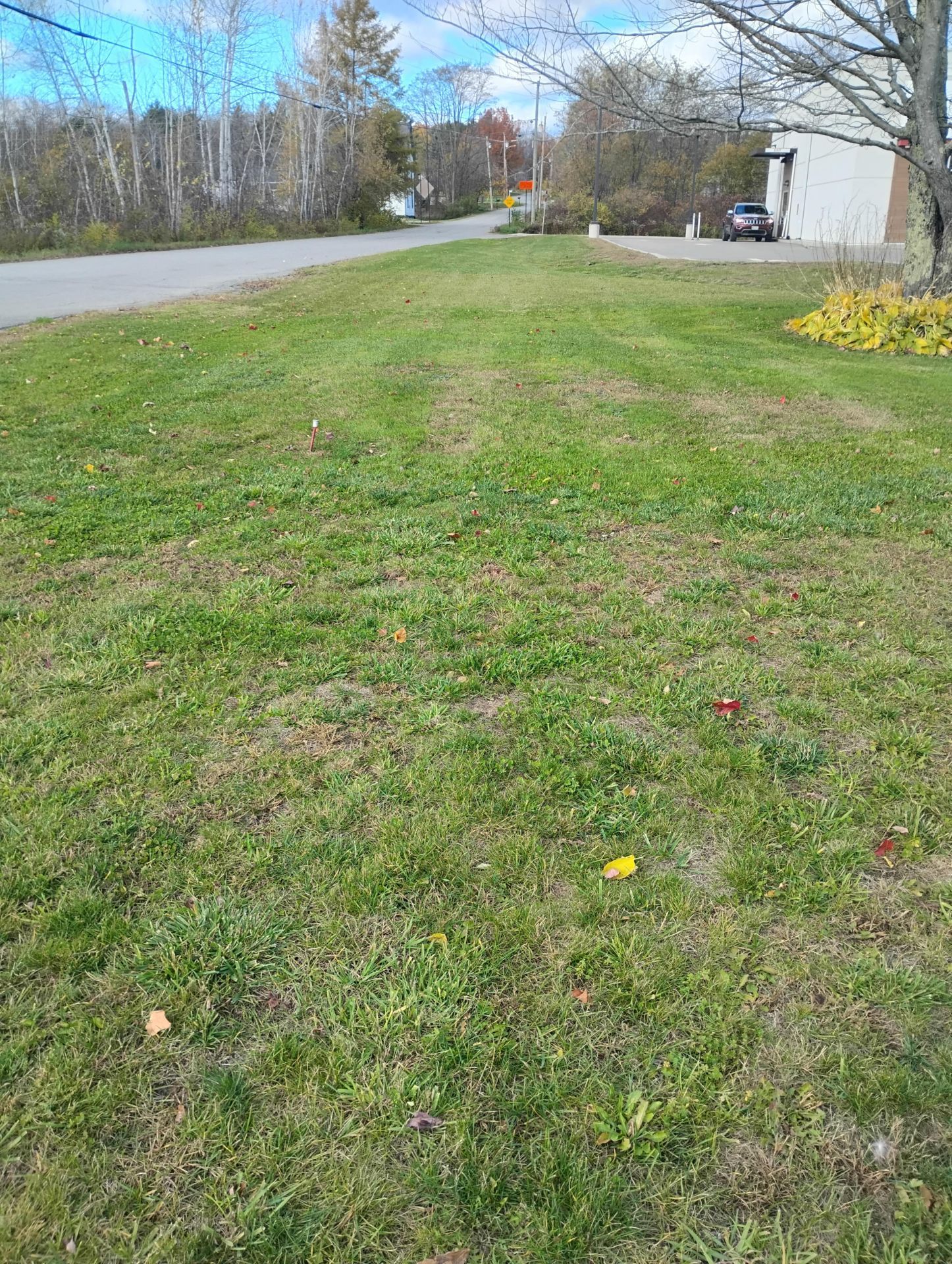 Grassy area next to road, with trees and buildings in background on a sunny day.