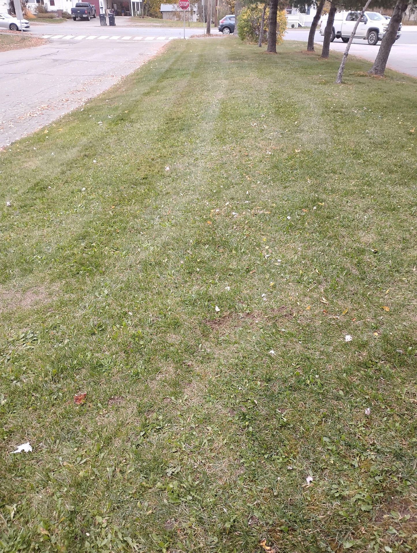 Grassy roadside, leading to a street. Green grass, with some leaves, near a sidewalk and trees.
