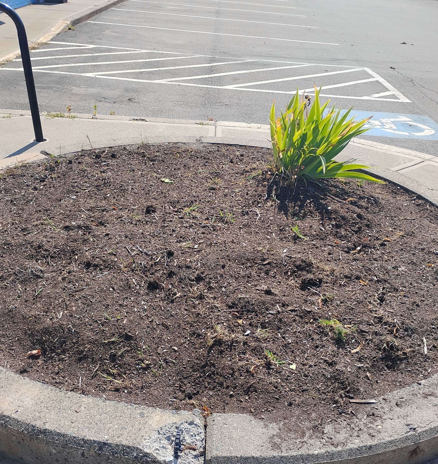Circular flower bed with a few green plants, next to a parking lot and a curb.