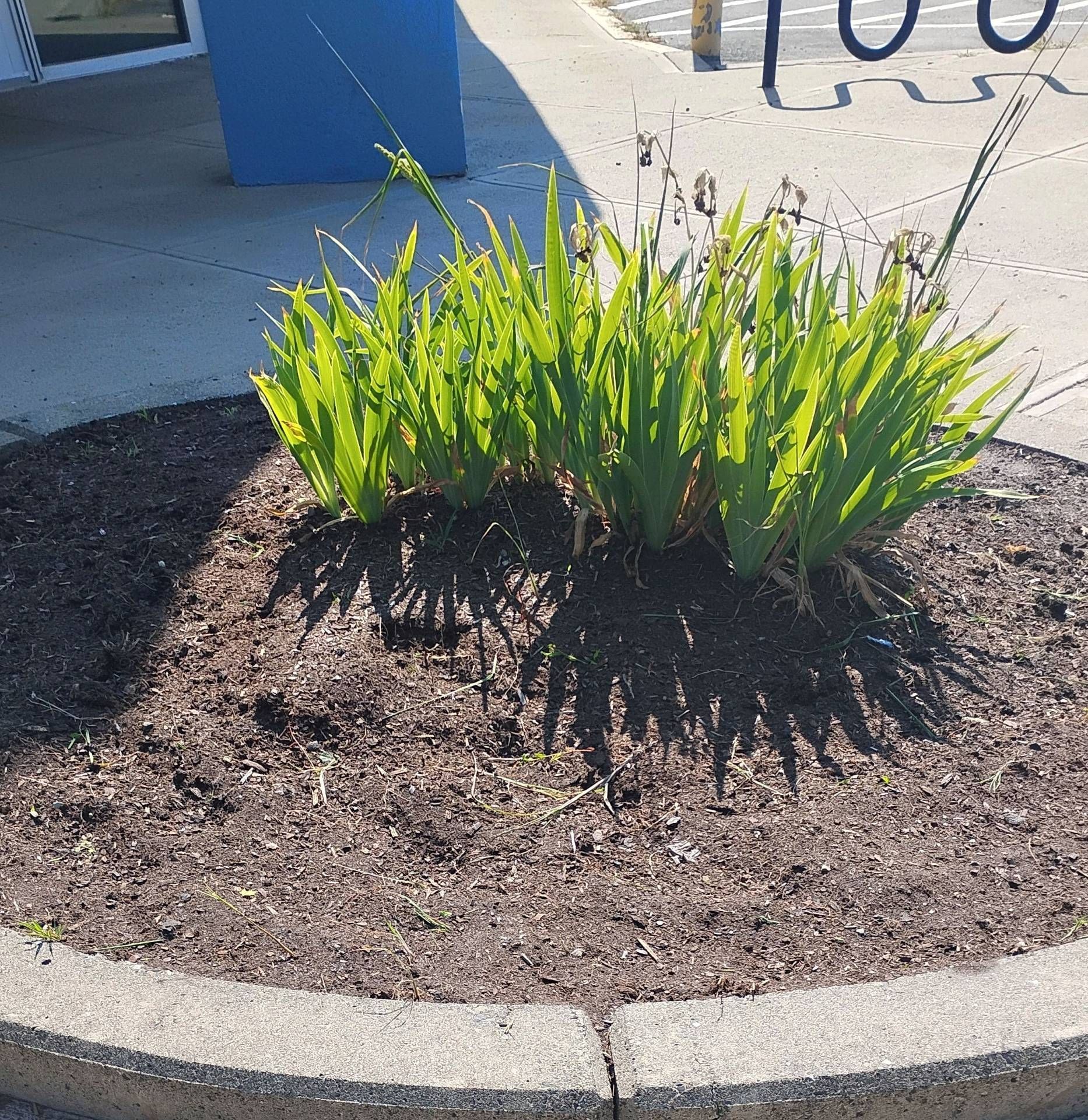 Green grassy plant in a round mulch bed, bordered by concrete.