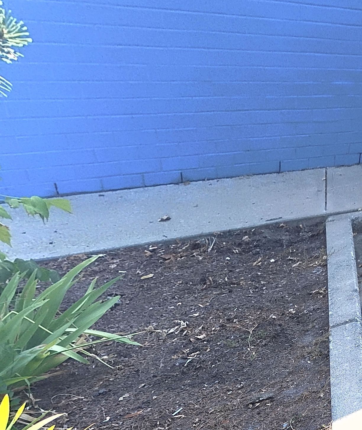 Blue brick wall with concrete border, mulch and greenery.