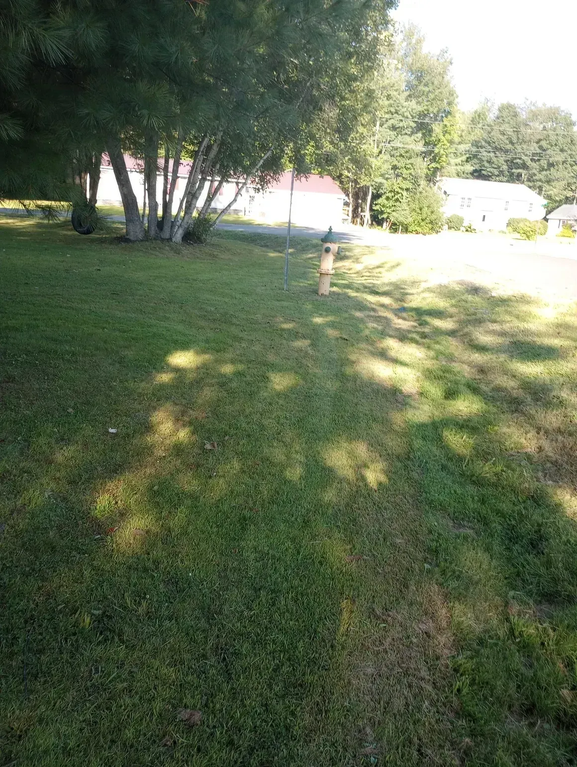 Green grass with tree shadow, light-colored tree trunks and small tan post.