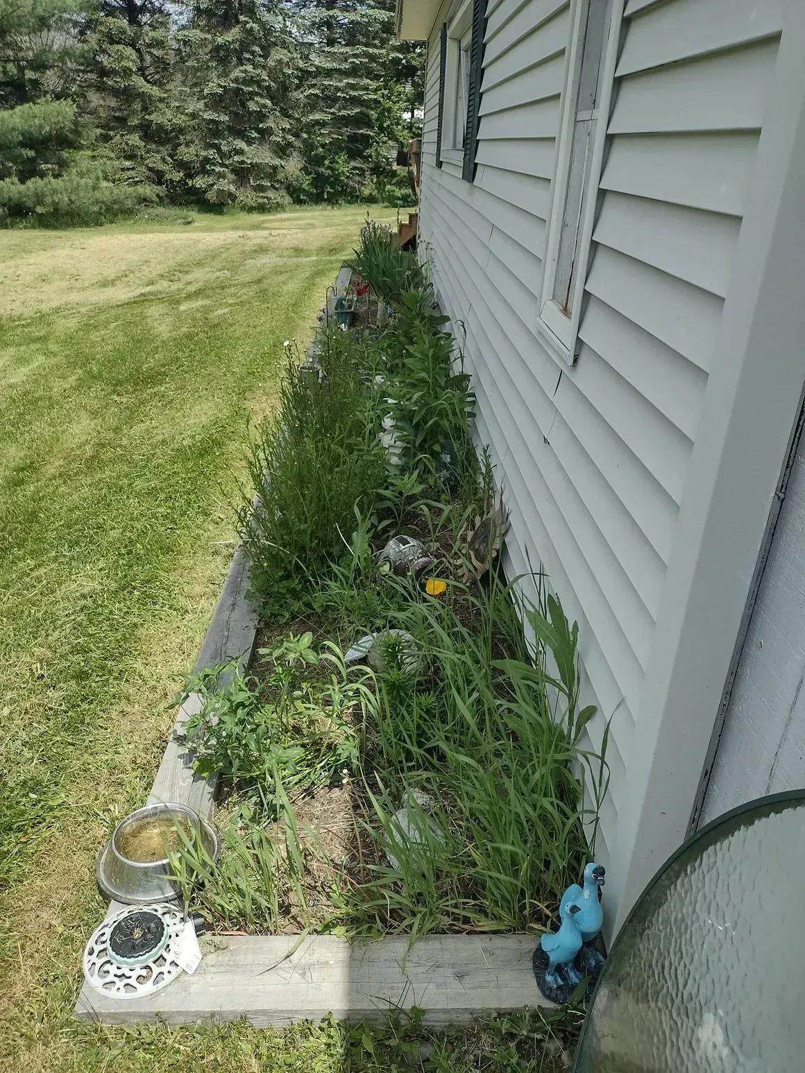 Flowerbed alongside a house with overgrown weeds and a few plants. Green grass and trees in background.
