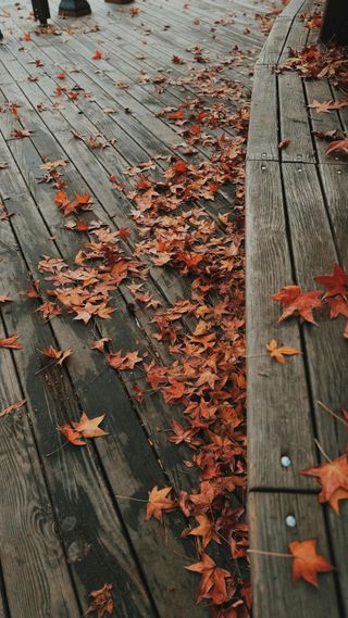Wooden boardwalk covered in fallen orange leaves.
