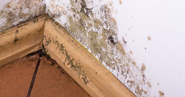 How to Prevent Mold Growth in a Humid House