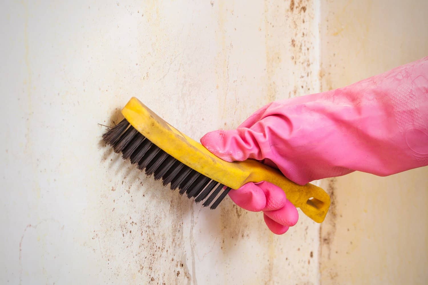 How Long Does Mold Remediation Take