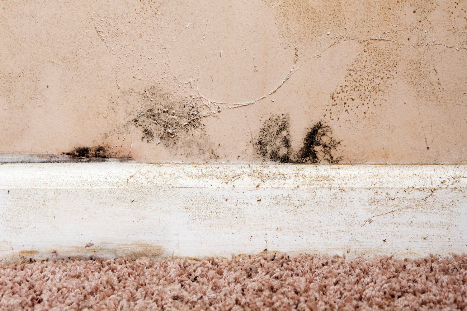 What Are the Signs and Symptoms of Mold in your Home?