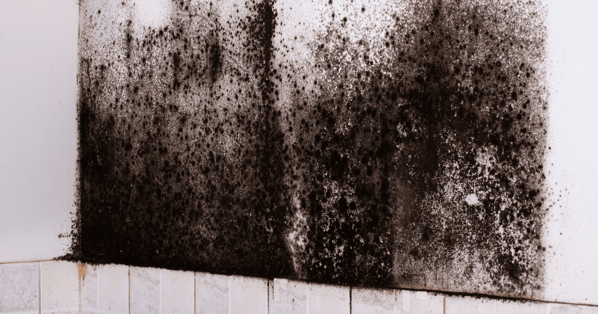The Impact of Mold Remediation on Indoor Air Quality and Your Health