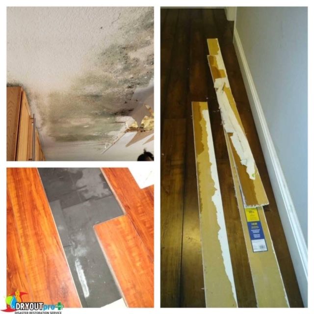 Mold Removal Martin County 