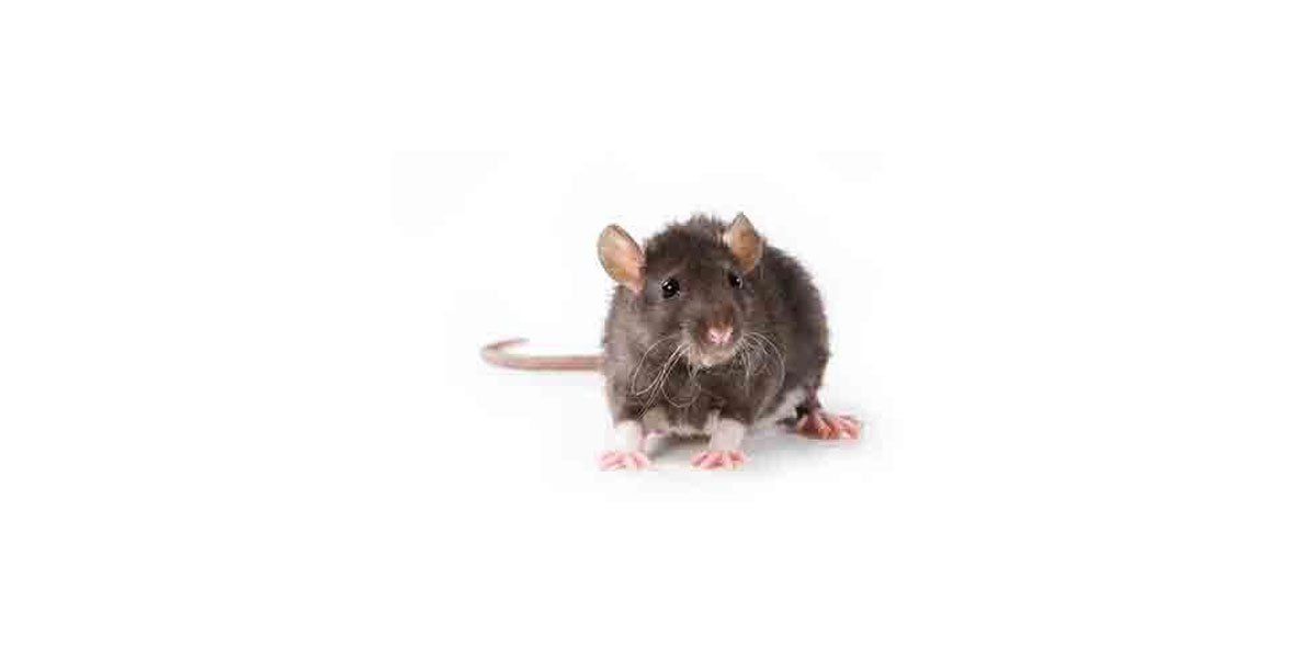 A mouse is standing on a white surface and looking at the camera.