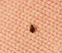 Bed Bug on Cloth — Stockton, CA — Area Wide Exterminators