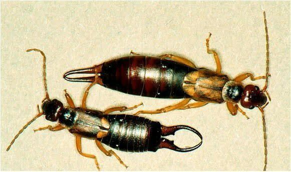 Two earwigs are sitting next to each other on a piece of paper