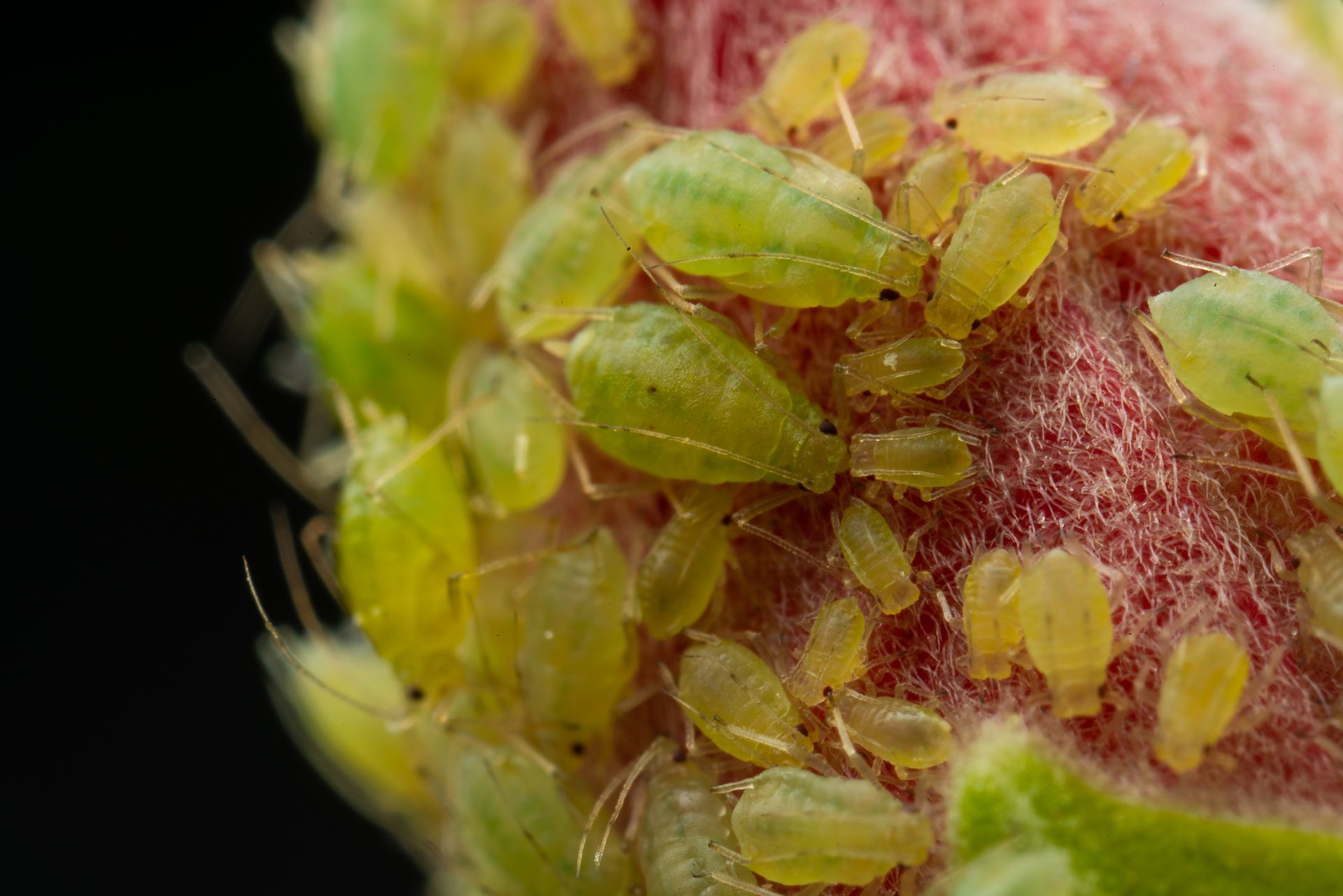 A close up of aphids on a plant on a black background.