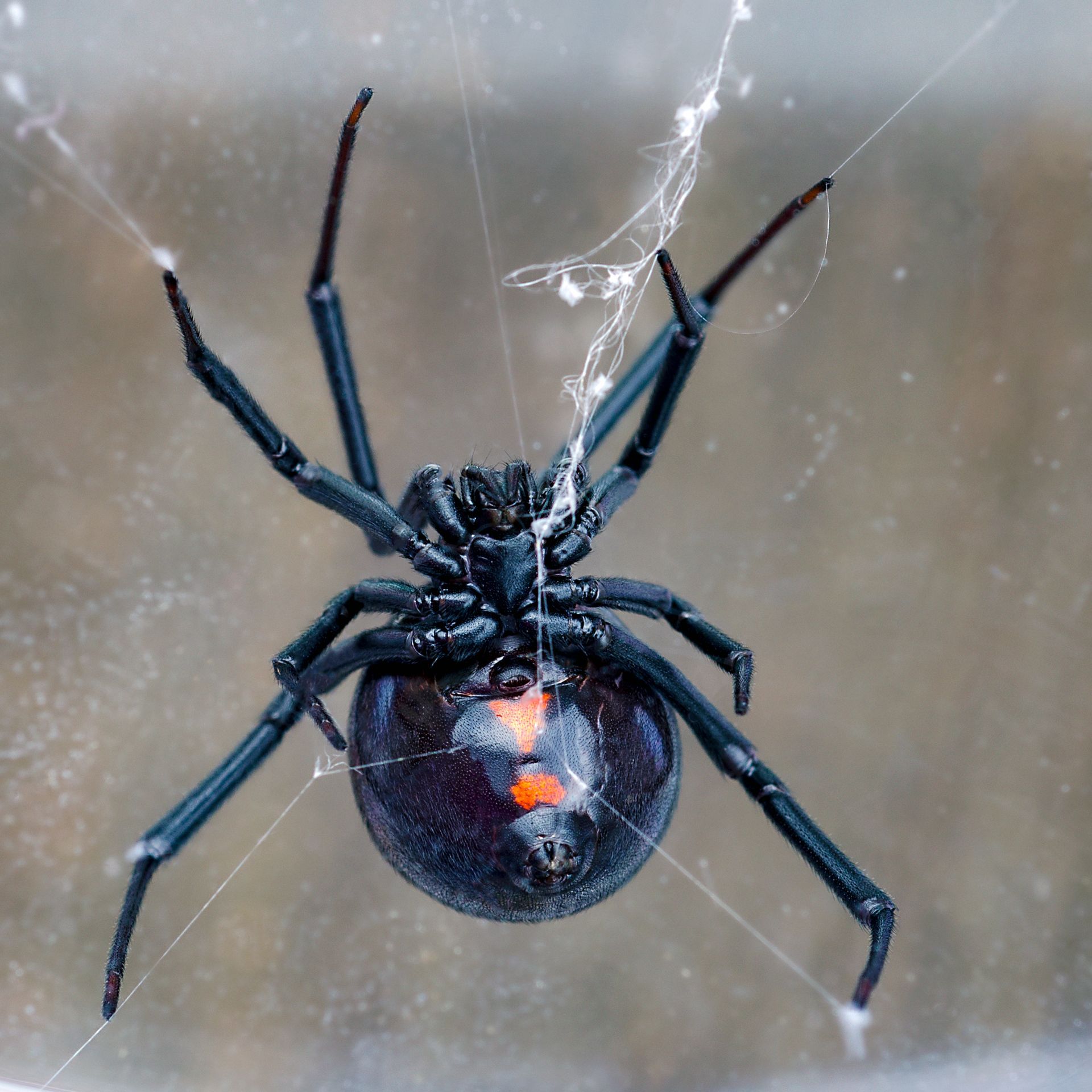 Black widow spider with shiny black body and red hourglass marking, hanging in a web.