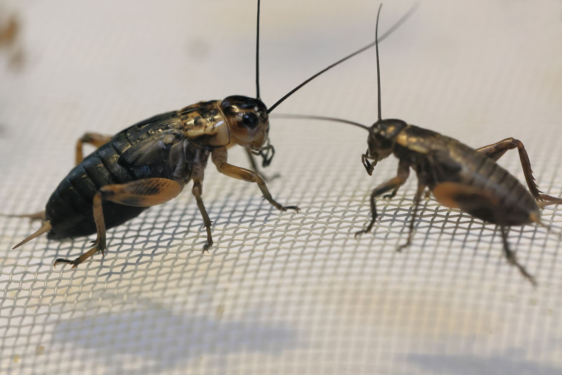 Two crickets are standing next to each other on a net.