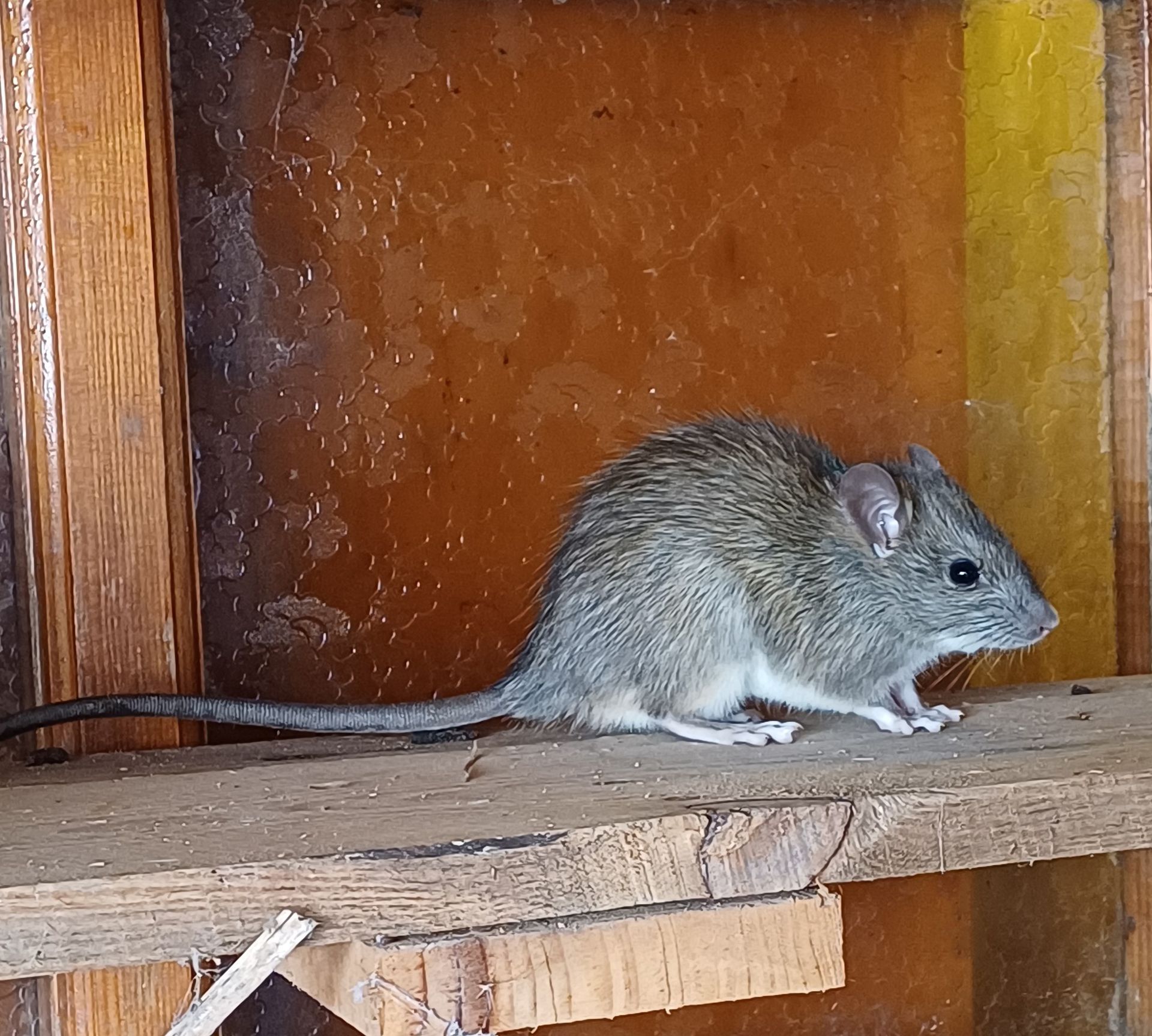 A small mouse is sitting on a wooden shelf