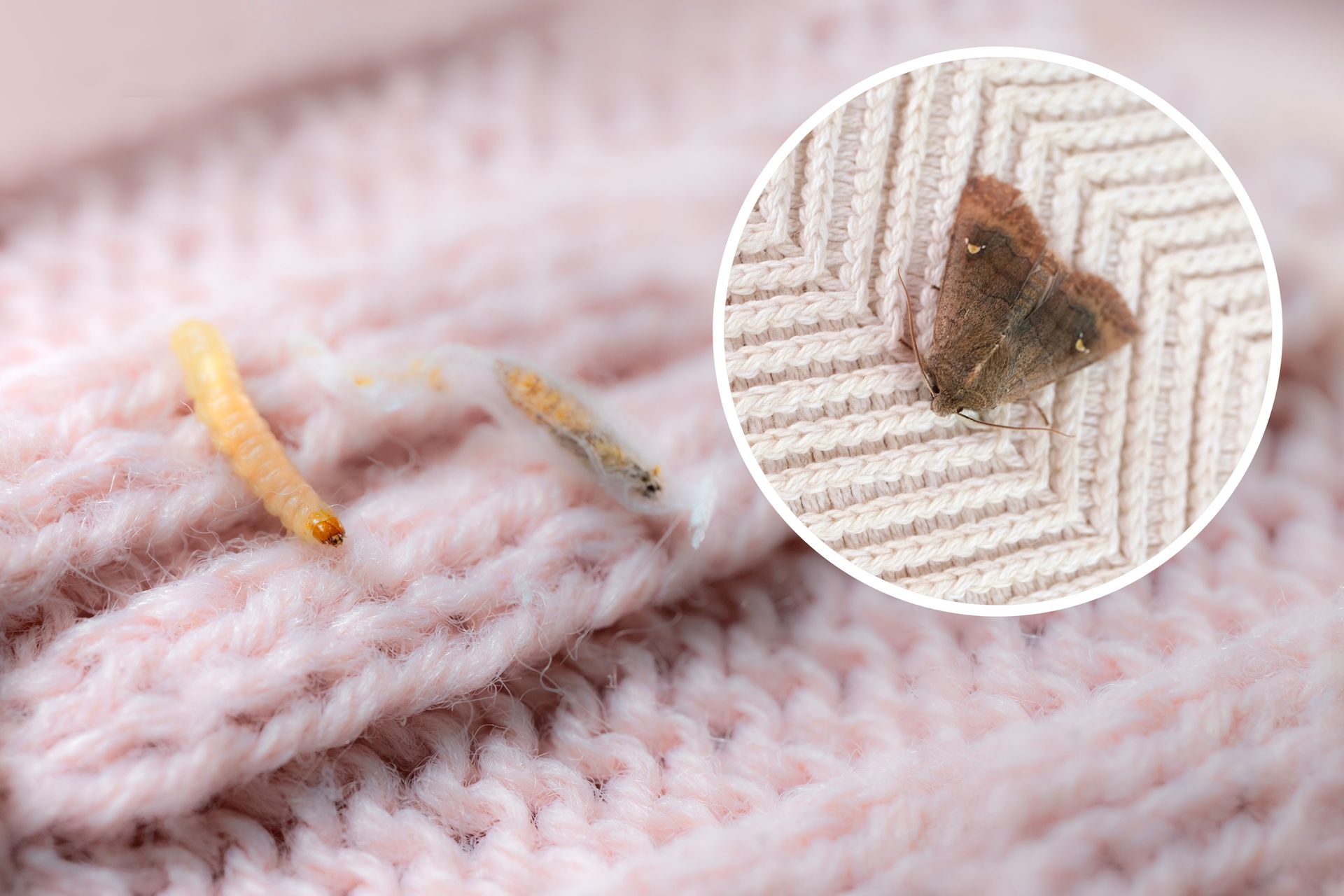 Close-up of a pink knitted sweater with three moth larvae and a brown moth on the fabric.