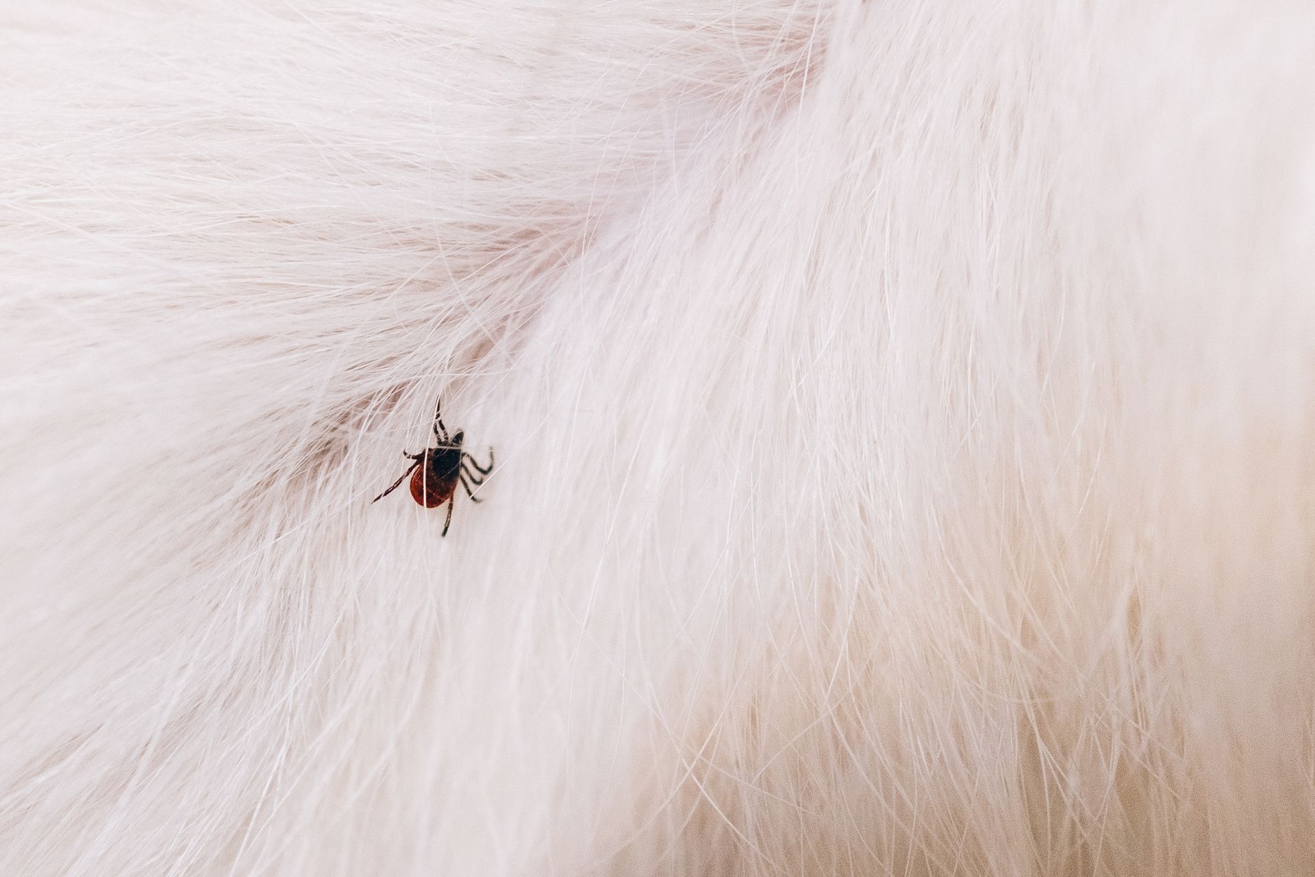 A wasp nest is sitting on top of a street light.