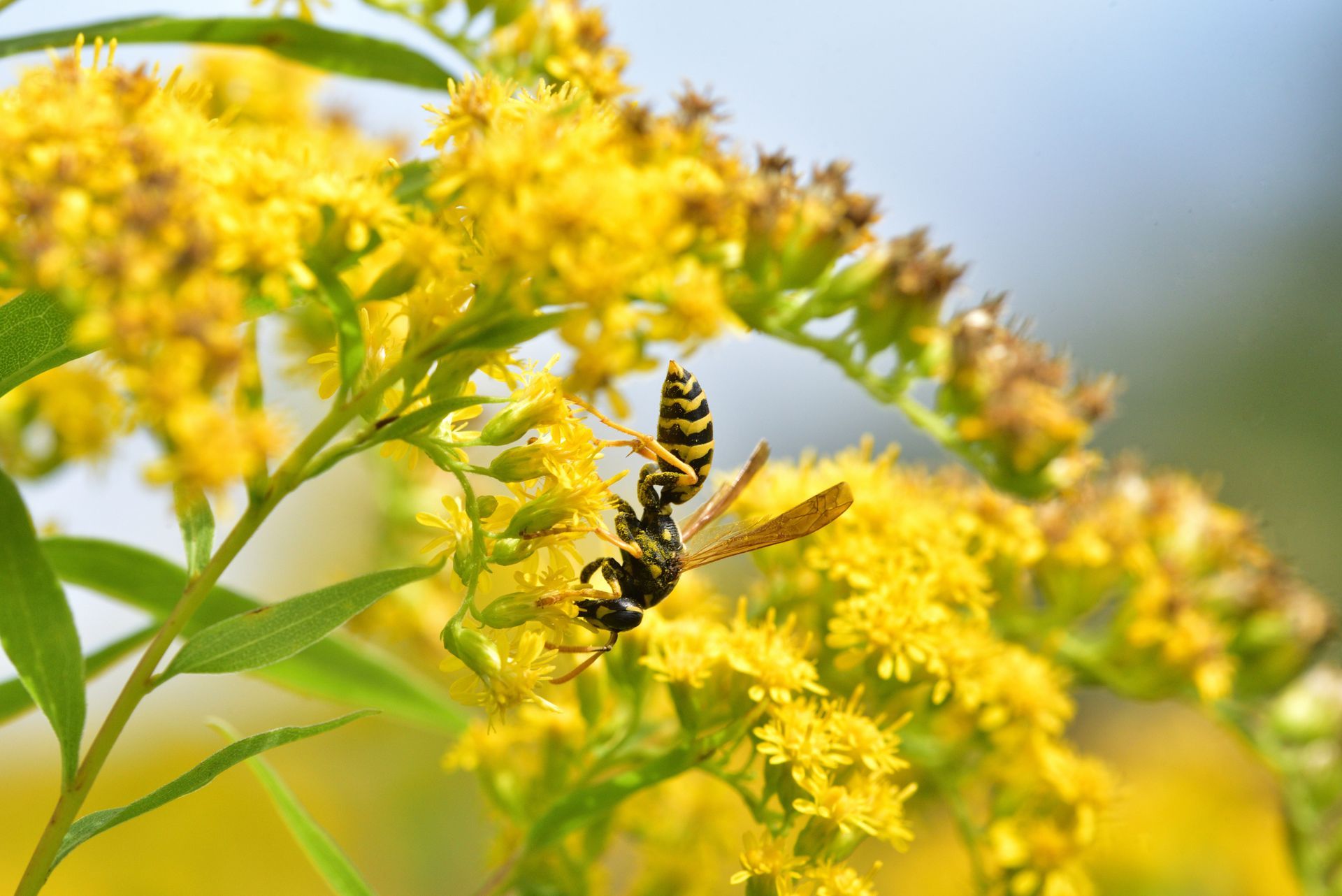 A wasp is sitting on a yellow flower.
