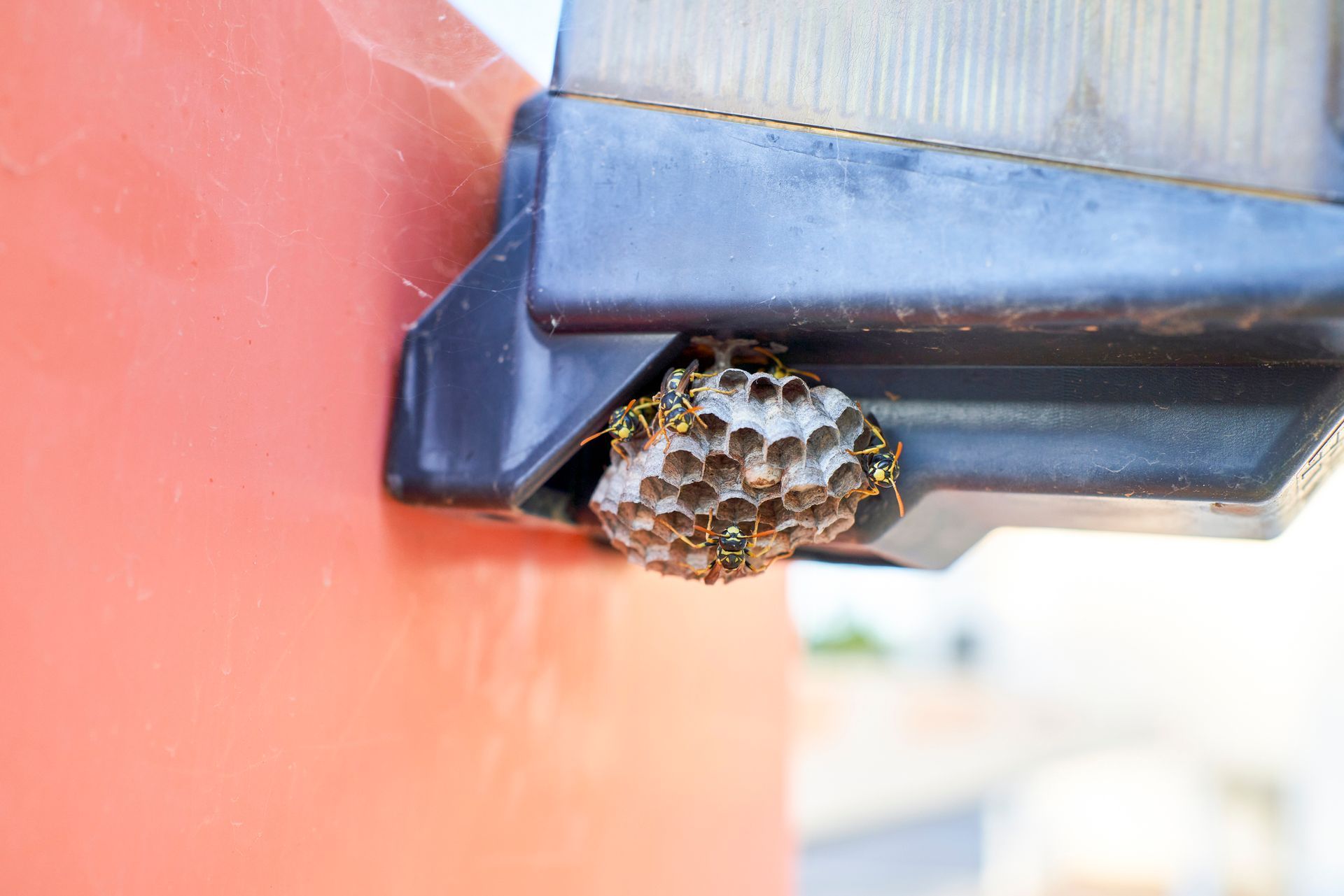 A wasp nest is sitting on top of a street light.