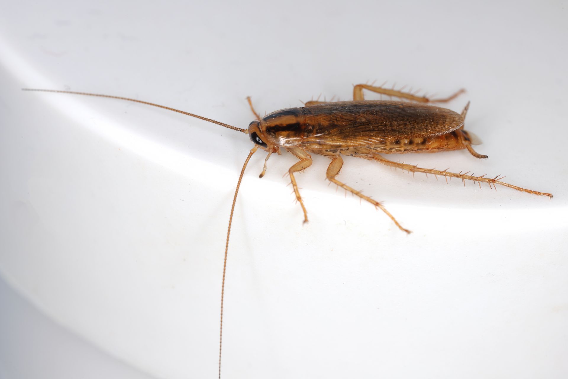 A cockroach with long antennae and legs, brown and tan, on a white surface.
