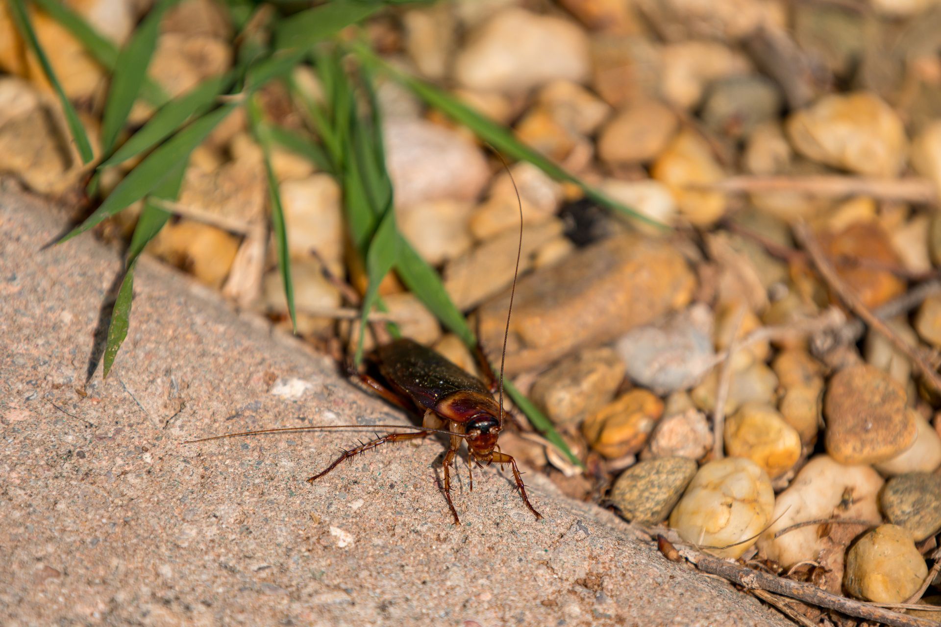 A close up of a black widow spider on a web.