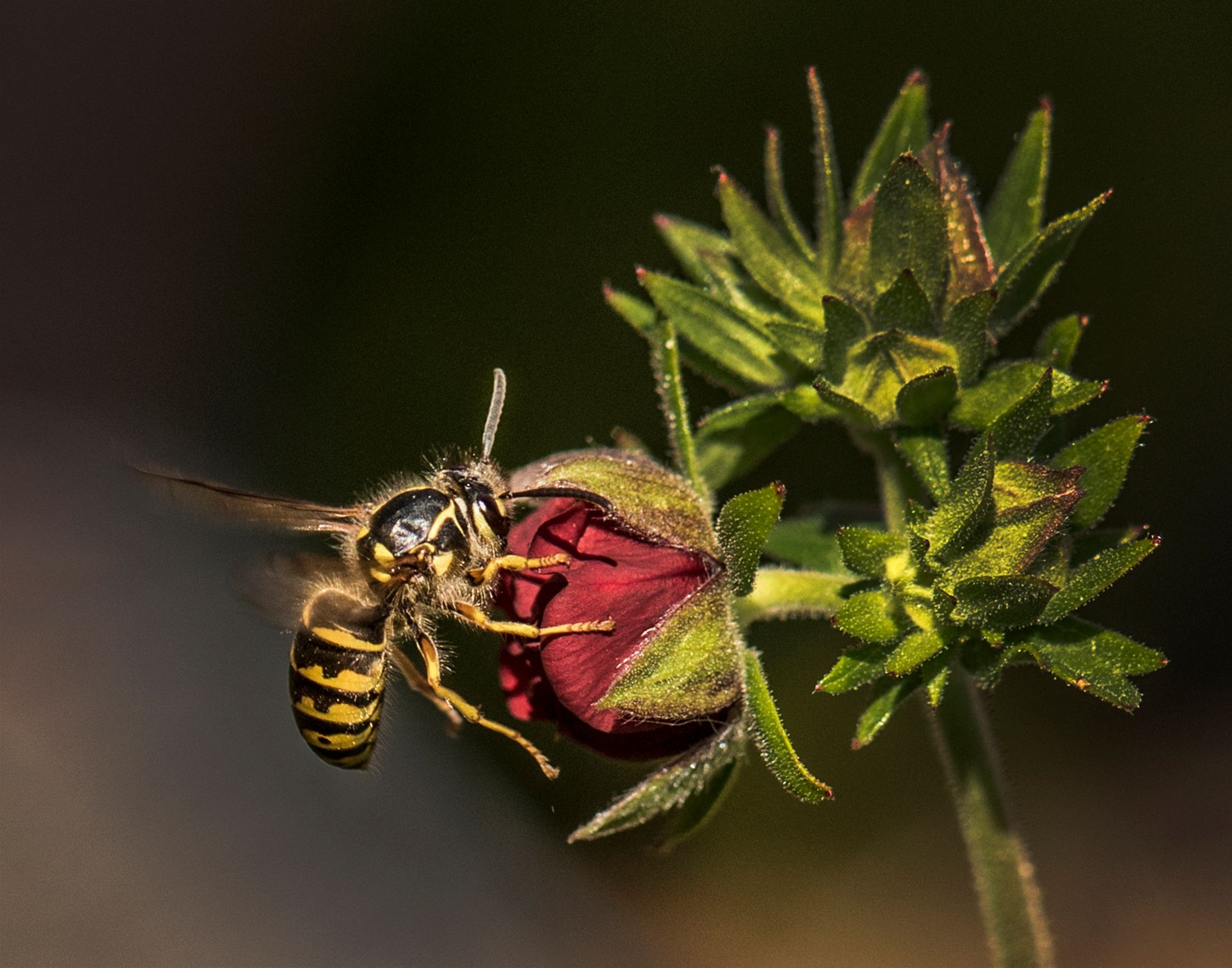 Yellow jacket feeding on a dark red flower with green buds. Yellow and black striped insect in flight, dark background.
