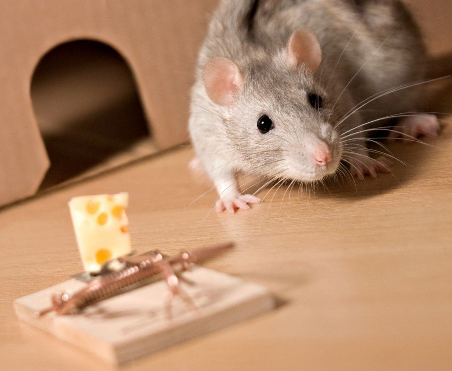 A mouse is looking at a mousetrap with cheese in it.