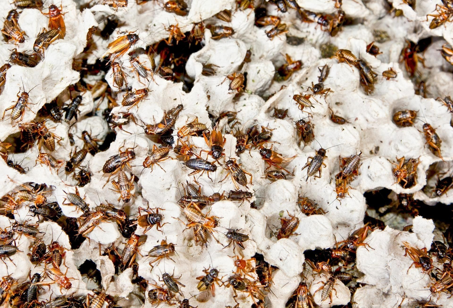 Plastic Containers — Stockton, CA — Area Wide Exterminators A pile of cockroaches sitting on top of a white surface.