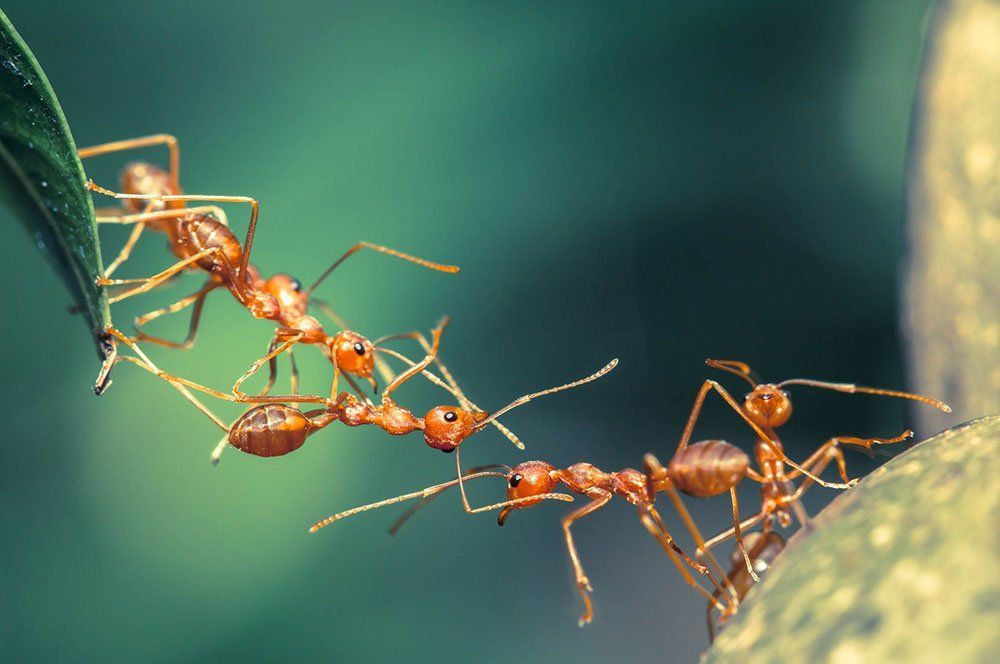 A group of red ants are standing next to each other on a leaf.