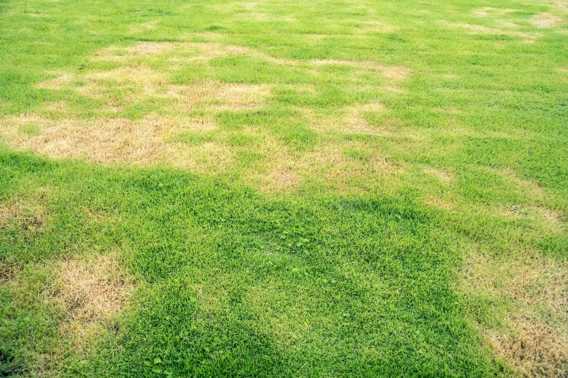 A field of green grass with brown spots on it.