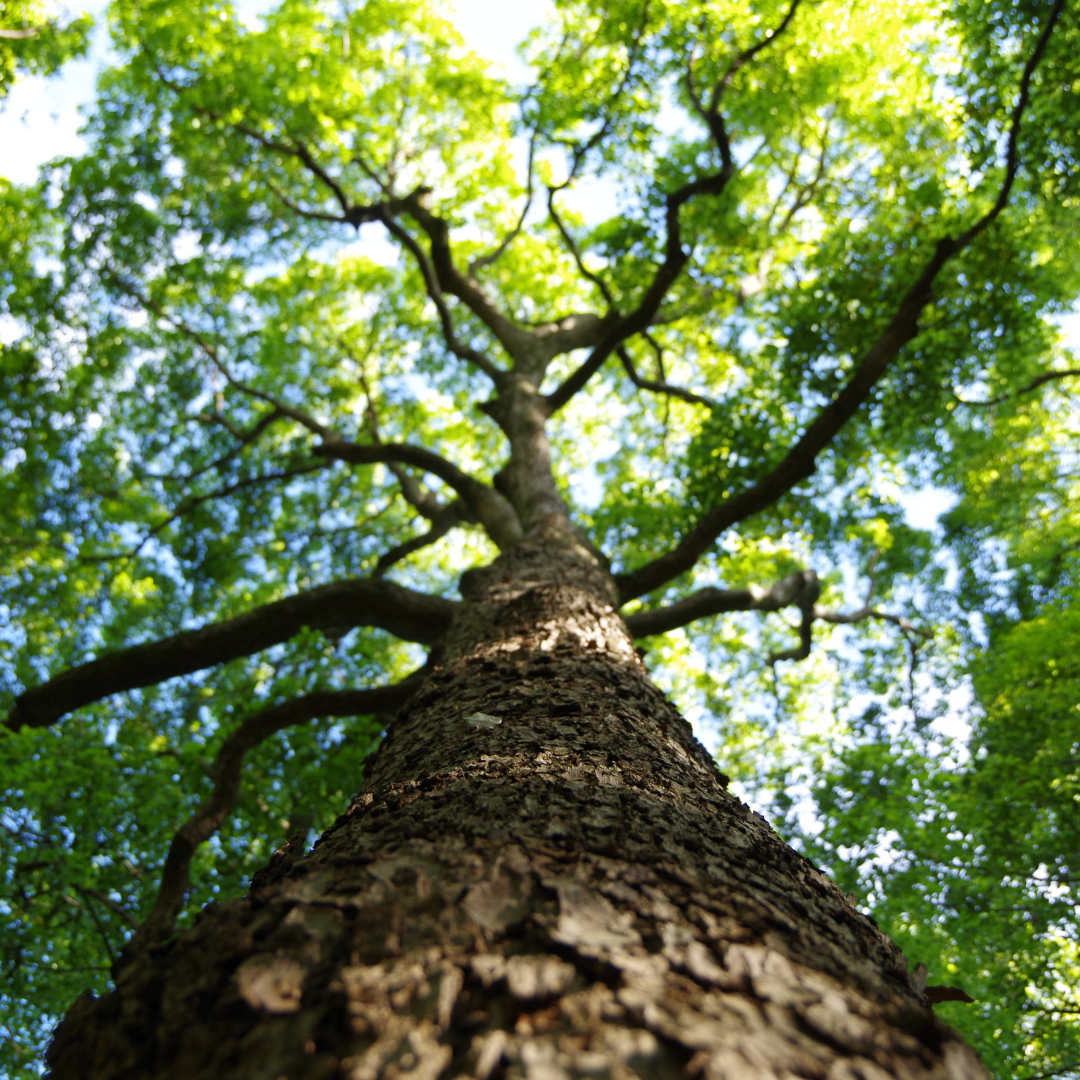 Looking up at a tree with lots of green leaves