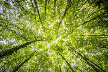 Looking up at the sun through the trees in a forest.