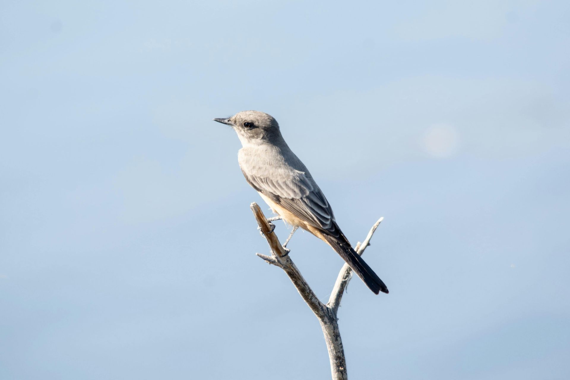 A small bird perched on a tree branch with a blue sky in the background.