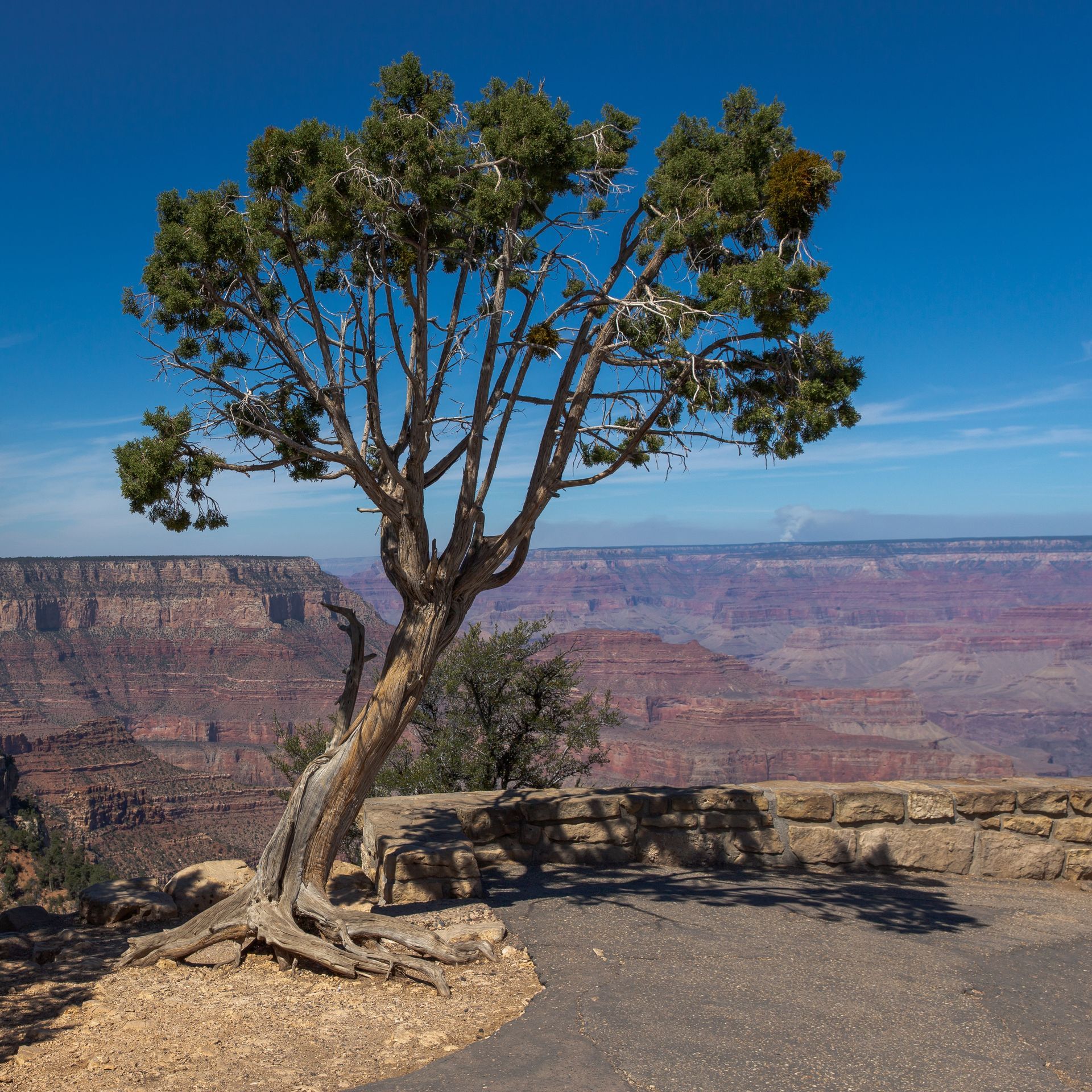 A tree with a view of the grand canyon in the background