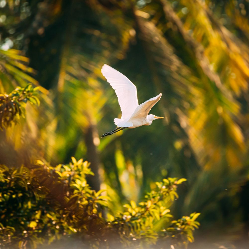 A white bird is flying over a lush green forest