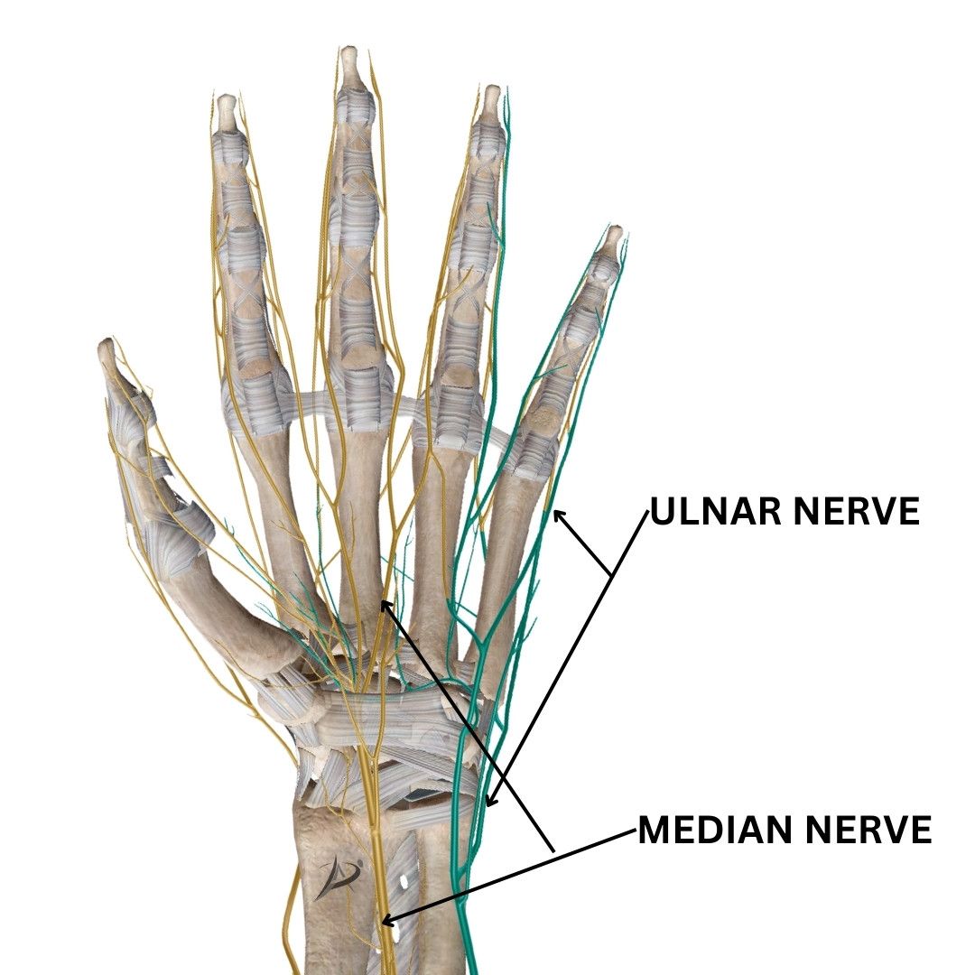 Image of the nerve anatomy for the wrist and hand that is relevant to cyclists. Image shows the median and ulnar nerve, which are commonly compressed and injured in cyclists