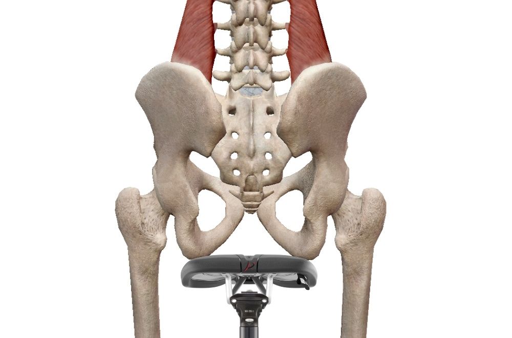 Image of the anatomy of the pelvis while sitting on the cyclist saddle