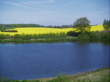 Blick auf Dodauer See mit gelb leuchtendem Rapsfeld im Hintergrund