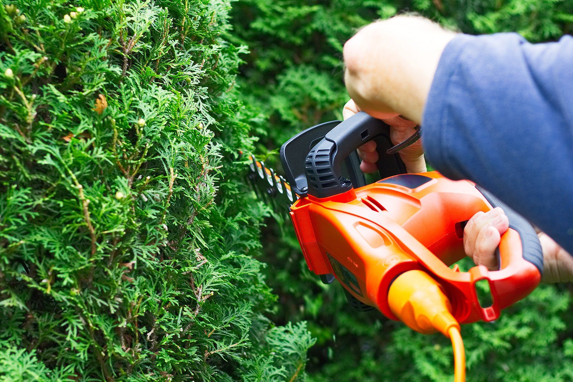 trimming hedge with electric trimmer